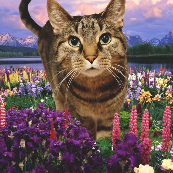 Meet your Posher, Rachel - Picture 1 of 1